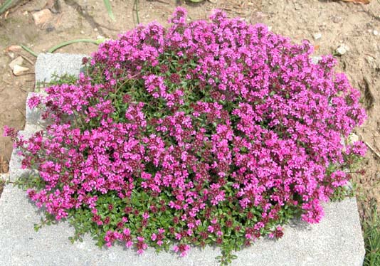 Thymus serpyllum coccineus Backtimian
