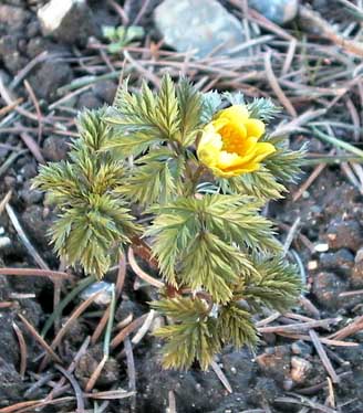 Adonis amurensis Vinteradonis 1