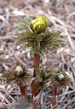 Adonis amurensis Vinteradonis 2